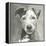 A Very Neutral Modern Dog VI-null-Framed Stretched Canvas