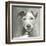 A Very Neutral Modern Dog VI-null-Framed Art Print