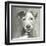 A Very Neutral Modern Dog VI-null-Framed Art Print