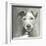 A Very Neutral Modern Dog VI-null-Framed Art Print