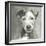 A Very Neutral Modern Dog VI-null-Framed Art Print