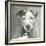 A Very Neutral Modern Dog VI-null-Framed Art Print