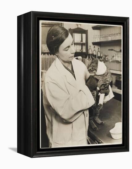 A Veterinary Surgeon Holding a Cat at the Cat's Hospital, Hampstead, London-null-Framed Premier Image Canvas