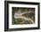 A view by drone of a winding road in the Dolomites, Italy-Julian Elliott-Framed Photographic Print