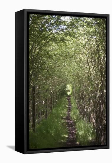 A View Down the Path Which Goes Through the Woods Near Amersham in Buckinghamshire, England-Natalie Tepper-Framed Stretched Canvas