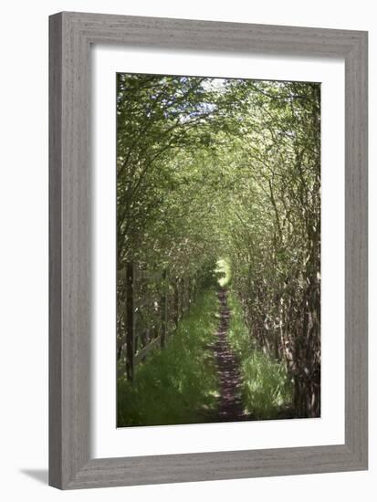 A View Down the Path Which Goes Through the Woods Near Amersham in Buckinghamshire, England-Natalie Tepper-Framed Photo