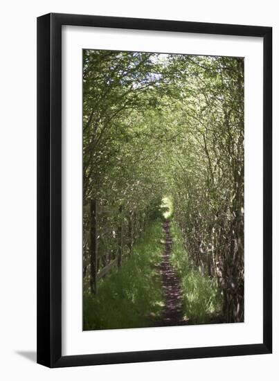 A View Down the Path Which Goes Through the Woods Near Amersham in Buckinghamshire, England-Natalie Tepper-Framed Photo