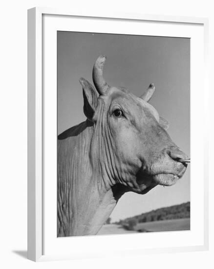 A View of a Bull on a Farm-null-Framed Premium Photographic Print