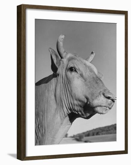 A View of a Bull on a Farm-null-Framed Premium Photographic Print