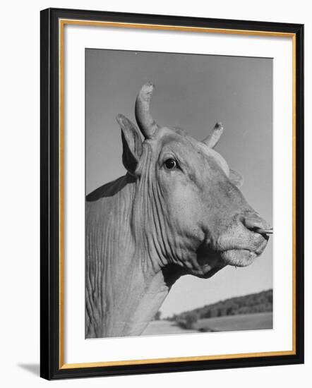 A View of a Bull on a Farm-null-Framed Premium Photographic Print