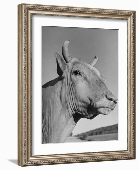 A View of a Bull on a Farm-null-Framed Photographic Print