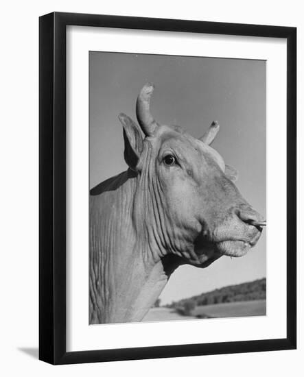 A View of a Bull on a Farm-null-Framed Photographic Print