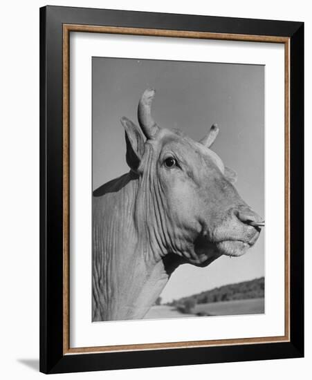 A View of a Bull on a Farm-null-Framed Photographic Print