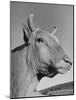 A View of a Bull on a Farm-null-Mounted Photographic Print