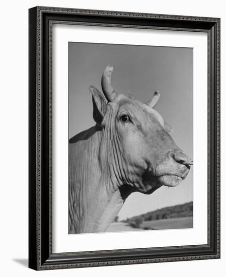 A View of a Bull on a Farm-null-Framed Photographic Print