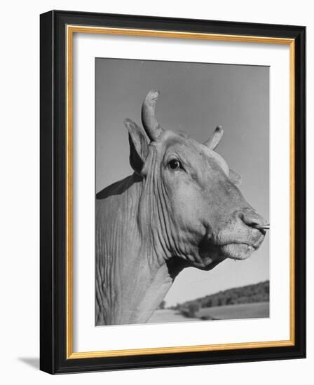 A View of a Bull on a Farm-null-Framed Photographic Print