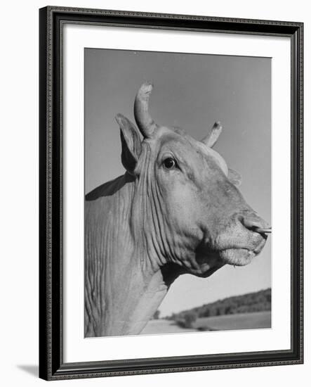 A View of a Bull on a Farm-null-Framed Photographic Print