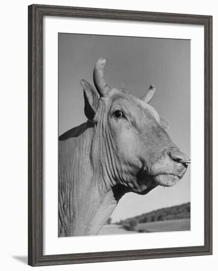 A View of a Bull on a Farm-null-Framed Photographic Print