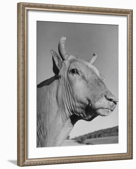 A View of a Bull on a Farm-null-Framed Photographic Print