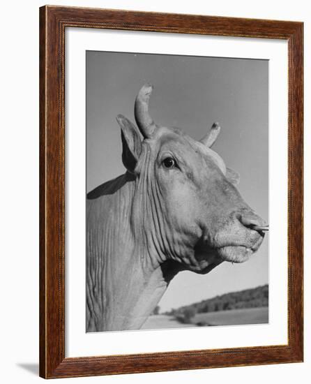 A View of a Bull on a Farm-null-Framed Photographic Print