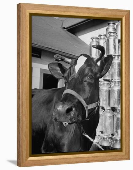 A View of a Cow on a Farm-null-Framed Premier Image Canvas