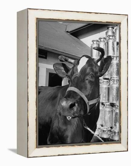 A View of a Cow on a Farm-null-Framed Premier Image Canvas