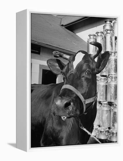 A View of a Cow on a Farm-null-Framed Premier Image Canvas