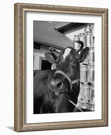 A View of a Cow on a Farm-null-Framed Photographic Print