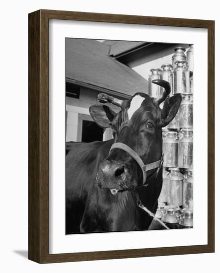 A View of a Cow on a Farm-null-Framed Photographic Print