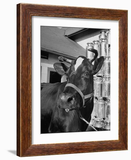 A View of a Cow on a Farm-null-Framed Photographic Print
