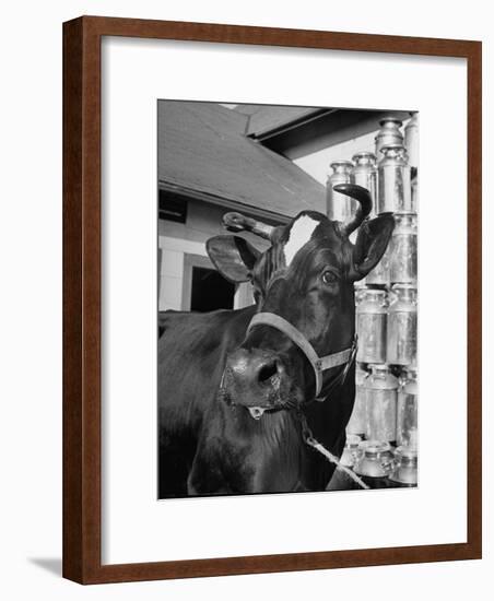 A View of a Cow on a Farm-null-Framed Photographic Print