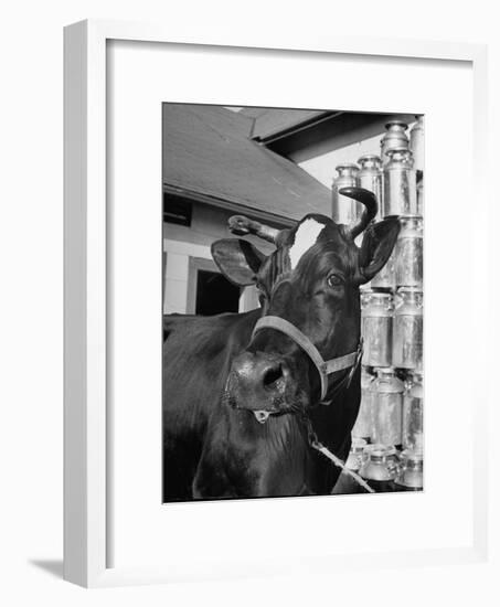 A View of a Cow on a Farm-null-Framed Photographic Print