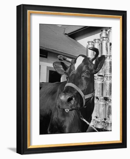 A View of a Cow on a Farm-null-Framed Photographic Print