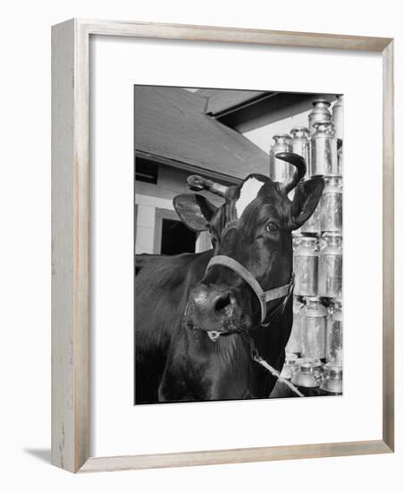 A View of a Cow on a Farm-null-Framed Photographic Print