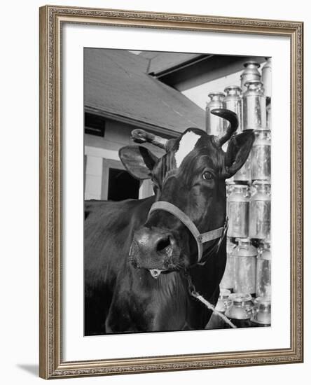 A View of a Cow on a Farm-null-Framed Photographic Print