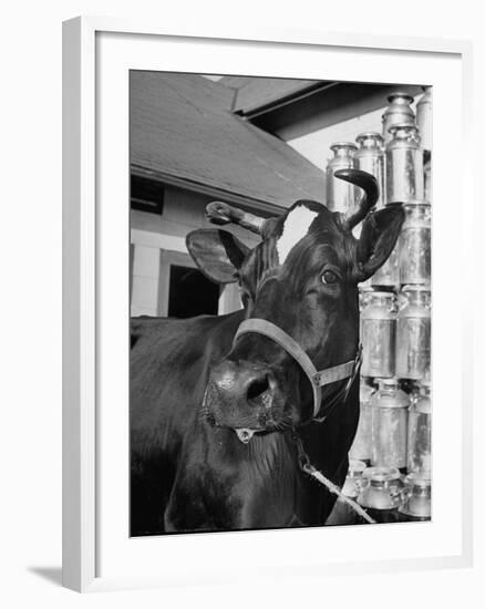 A View of a Cow on a Farm-null-Framed Photographic Print