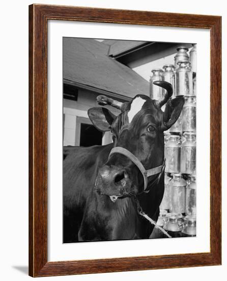 A View of a Cow on a Farm-null-Framed Photographic Print