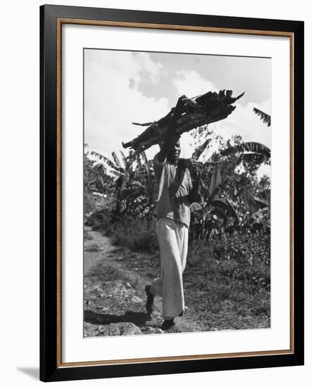 A View of a Man Carrying Crops from a Story Concerning Jamaica-Carl Mydans-Framed Premium Photographic Print