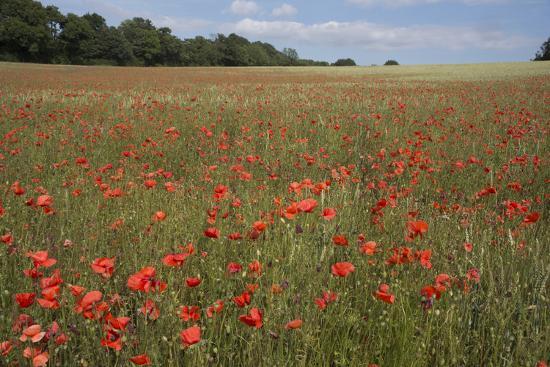 A View Of Poppies In Kent A Poppy Field Photographic Print Natalie Tepper Art Com