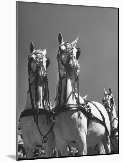 A View of the Army Remount Service's Parade of Horses-null-Mounted Photographic Print