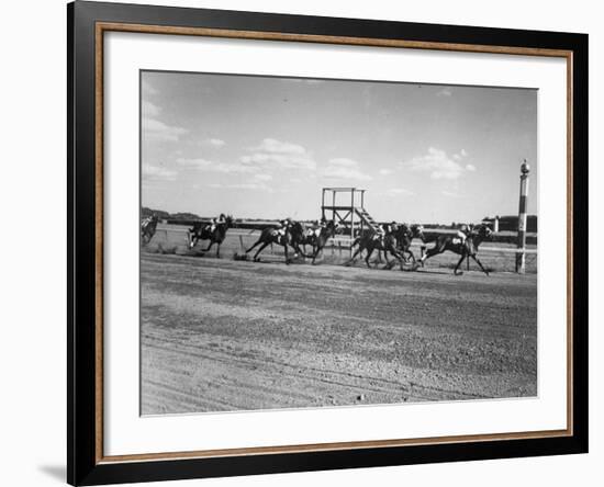 A View of the Belmont Races-null-Framed Photographic Print