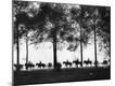 Premium Photographic Print