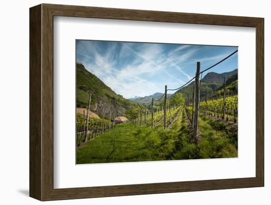 A Vineyard on a Hillside in Northern Italy with the Alps-Sheila Haddad-Framed Photographic Print