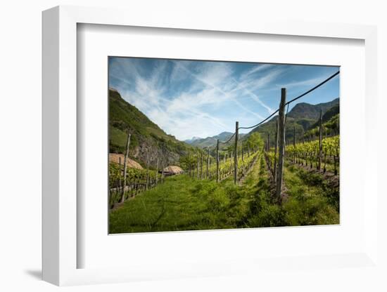 A Vineyard on a Hillside in Northern Italy with the Alps-Sheila Haddad-Framed Photographic Print
