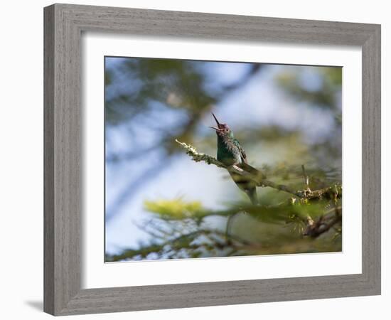 A Violet-Capped Wood Nymph Calls Out on a Branch in Ubatuba, Brazil-Alex Saberi-Framed Photographic Print