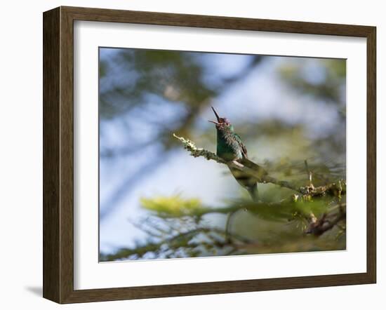 A Violet-Capped Wood Nymph Calls Out on a Branch in Ubatuba, Brazil-Alex Saberi-Framed Photographic Print