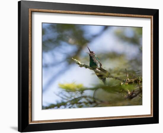 A Violet-Capped Wood Nymph Calls Out on a Branch in Ubatuba, Brazil-Alex Saberi-Framed Photographic Print