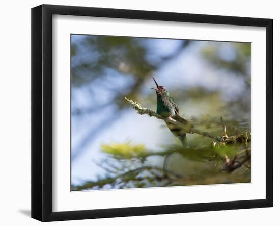 A Violet-Capped Wood Nymph Calls Out on a Branch in Ubatuba, Brazil-Alex Saberi-Framed Photographic Print