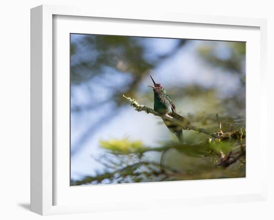 A Violet-Capped Wood Nymph Calls Out on a Branch in Ubatuba, Brazil-Alex Saberi-Framed Photographic Print