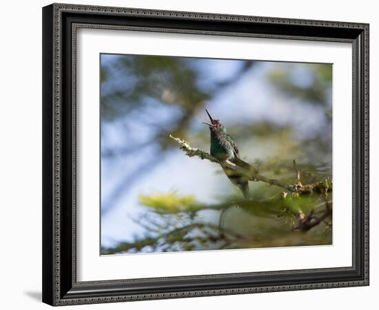 A Violet-Capped Wood Nymph Calls Out on a Branch in Ubatuba, Brazil-Alex Saberi-Framed Photographic Print